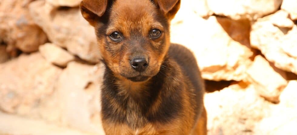 What Is An Unethical Dog Breeder?