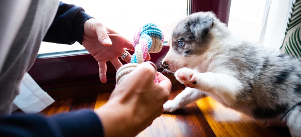 What Mistakes Should Be Avoided With A New Puppy?