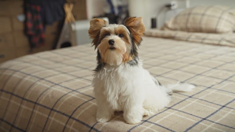 What Should You Consider When Choosing A Puppy?