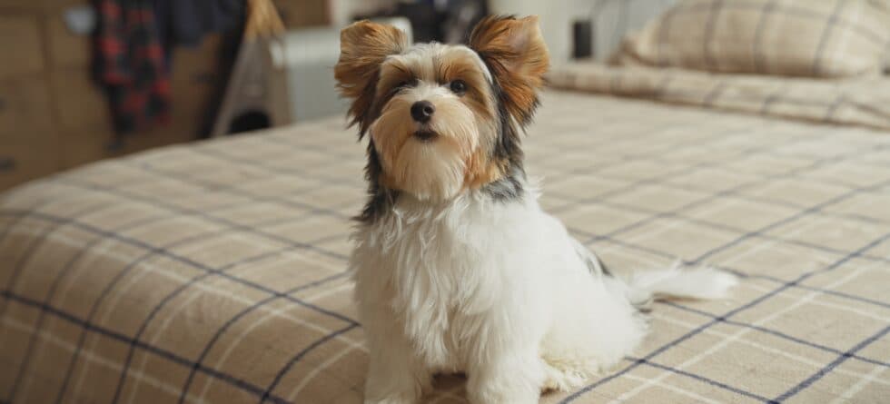 What Should You Consider When Choosing A Puppy?