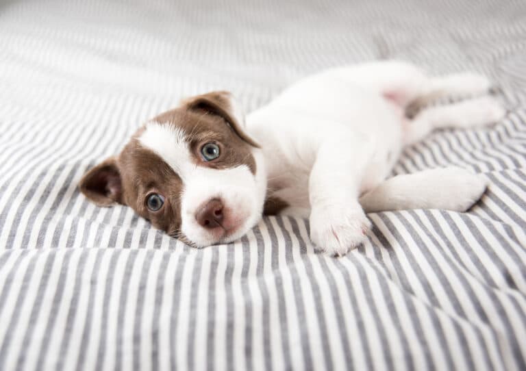 Why Is It Advised Not To Sell Puppies Under 8 Weeks?