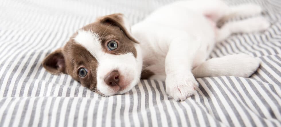 Why Is It Advised Not To Sell Puppies Under 8 Weeks?
