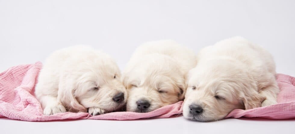 Why Should You Wait Until A Puppy Is 8 Weeks?