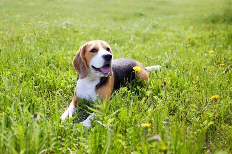 Are Beagles Known To Bite?