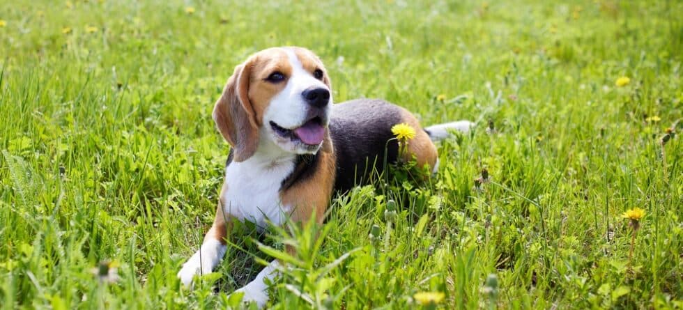 Are Beagles Known To Bite?