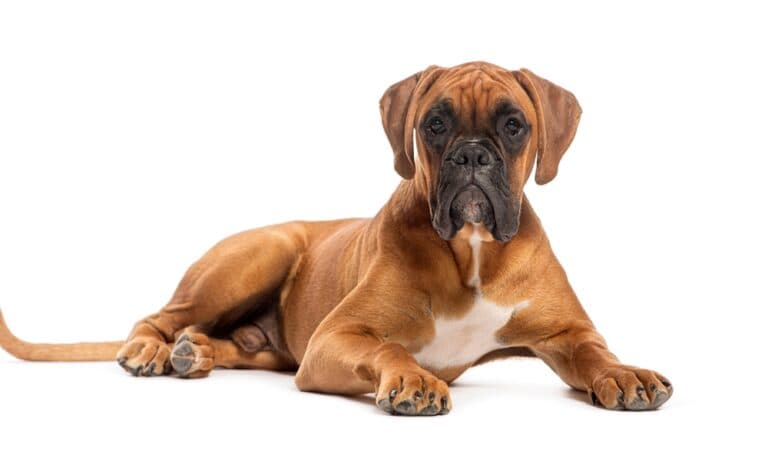 Are Boxers Good For Health?