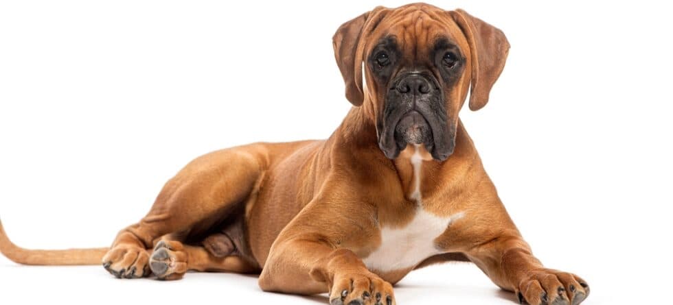 Are Boxers Good For Health?