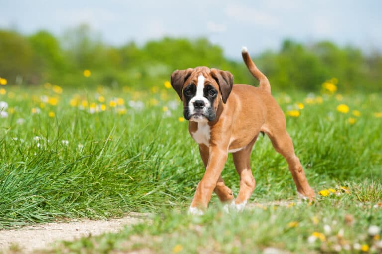 Are Boxers More Comfortable?