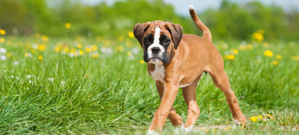 Are Boxers More Comfortable?