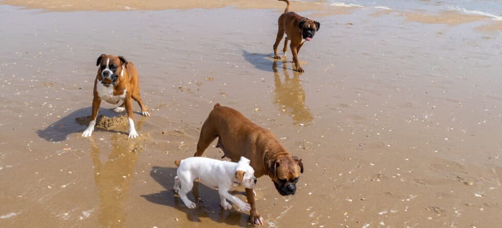 Are Boxers Prone To Overheating?