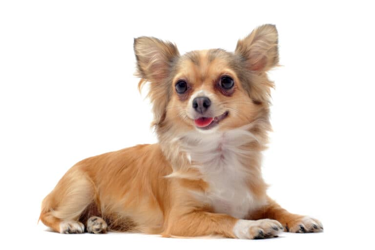 Are Chihuahuas Indoor Dogs?