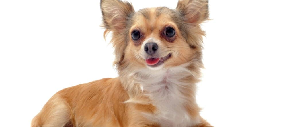 Are Chihuahuas Indoor Dogs?