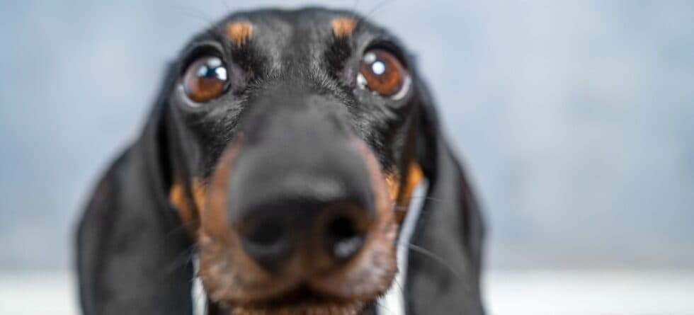 Are Dachshunds Easily Stressed?