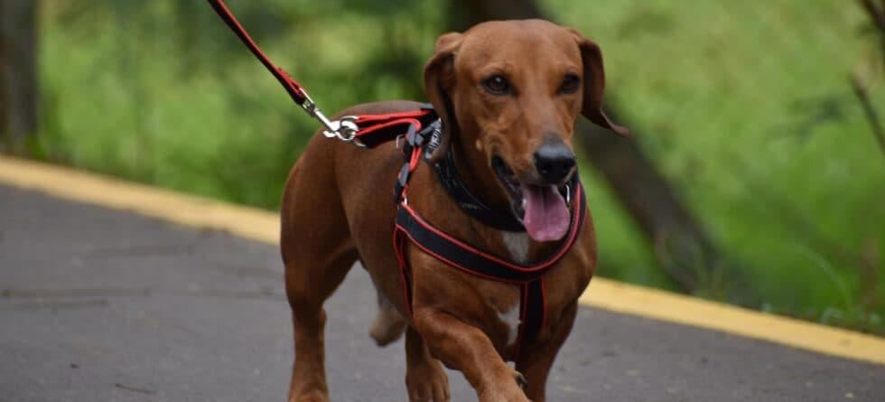 Are Dachshunds Protective Of Their Owner?