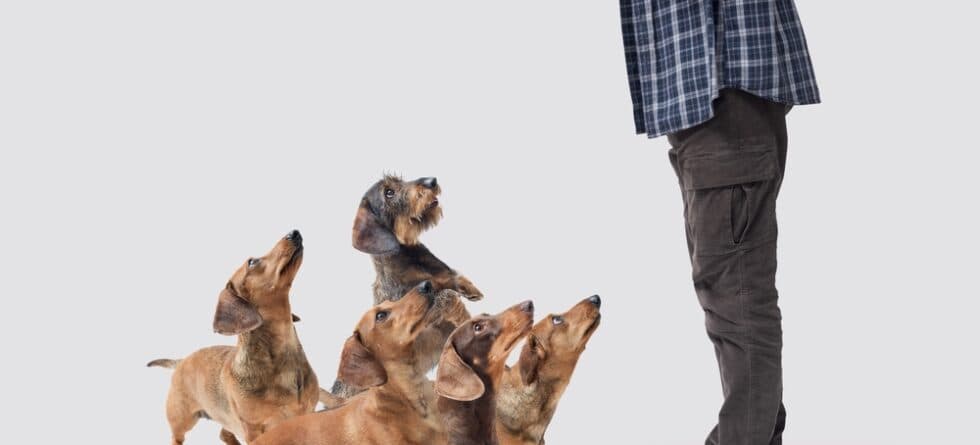 Are Dachshunds Sensitive To Food?