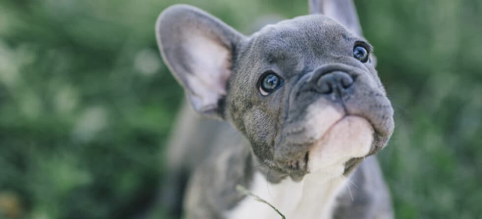 Are French Bulldogs Very Smart?