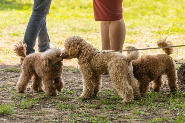 Are Poodles Clingy Dogs?