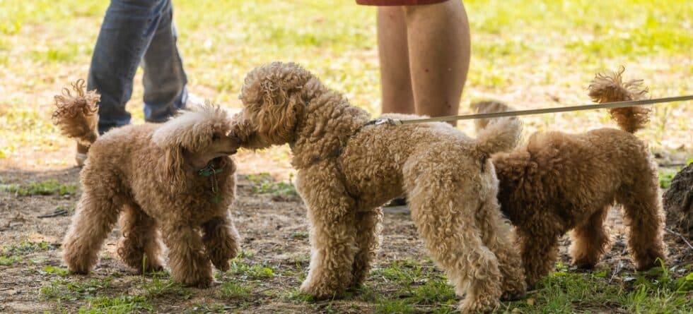 Are Poodles Clingy Dogs?