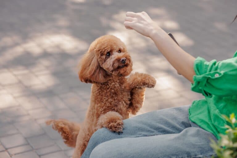 Are Poodles Good House Dogs?