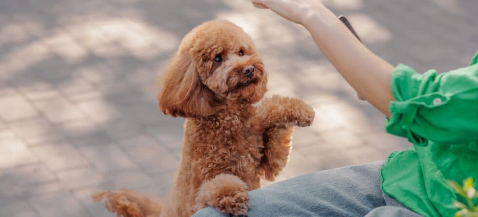 Are Poodles Good House Dogs?