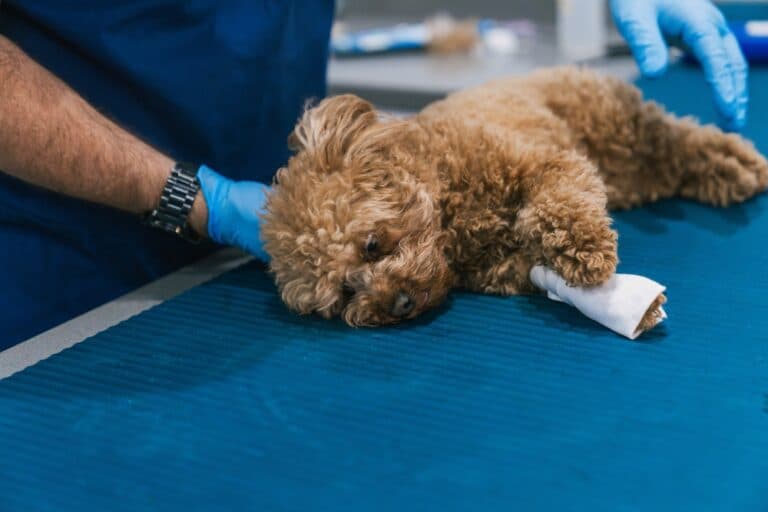 Are Poodles OK In The Heat?