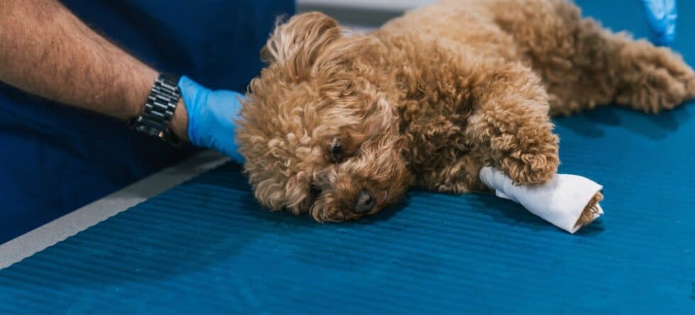 Are Poodles OK In The Heat?
