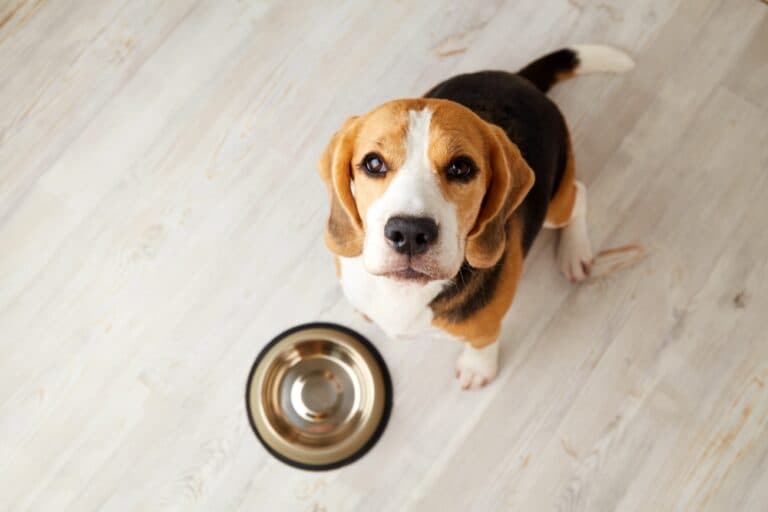At What Age Do Beagle Puppies Calm Down?