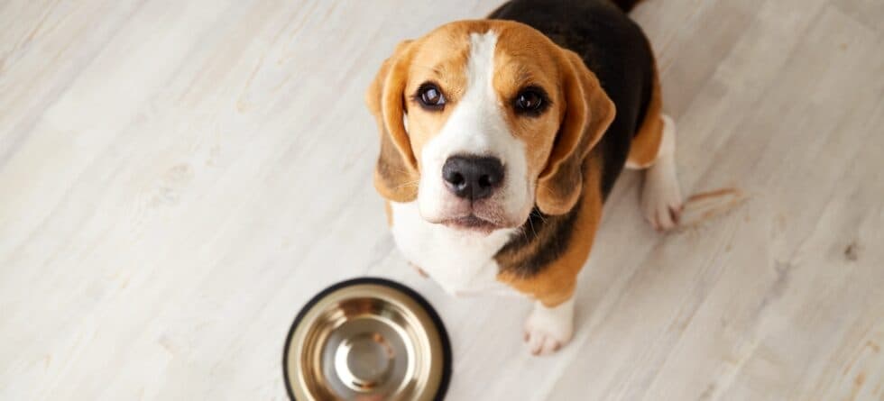 At What Age Do Beagle Puppies Calm Down?