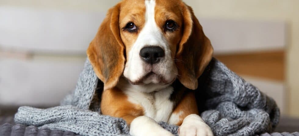 At What Age Do Beagles Slow Down?