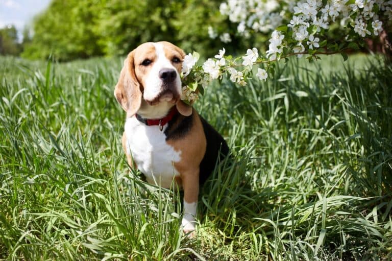 At What Age Is A Beagle Fully Grown?