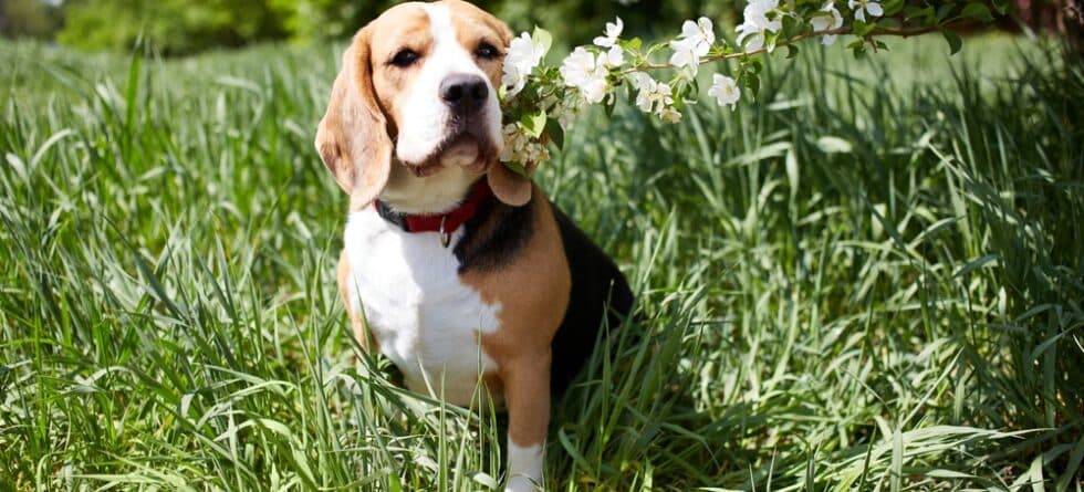 At What Age Is A Beagle Fully Grown?