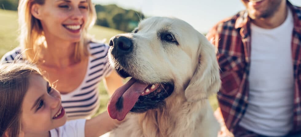 At What Age Is It Ideal To Bring A Puppy Into The Home?