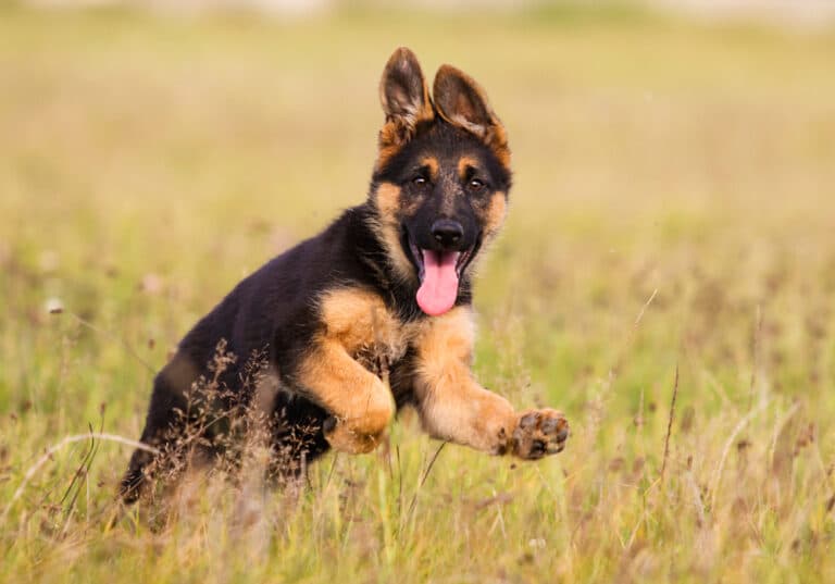 Can German Shepherds Be In The Rain?