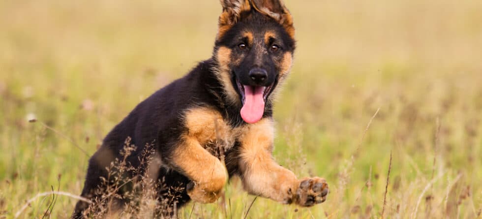 Can German Shepherds Be In The Rain?