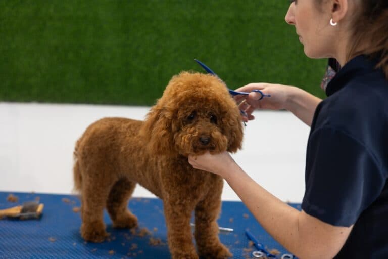 Can I Bathe My Poodle?