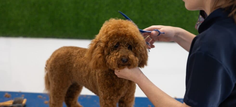 Can I Bathe My Poodle?