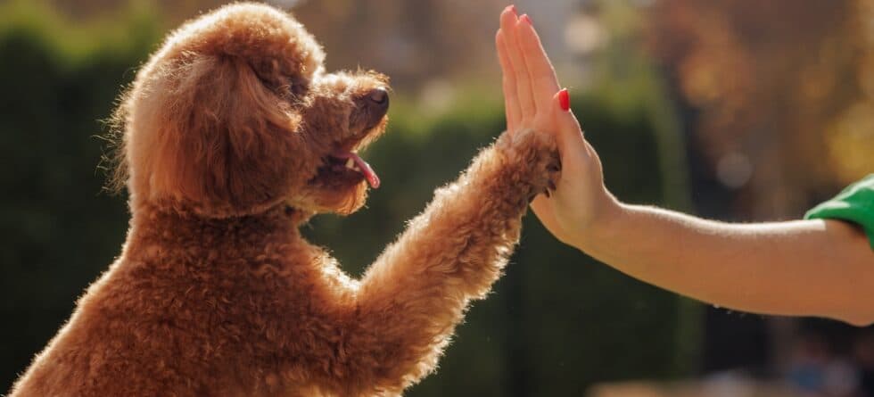 Can Poodles Sense Pregnancy?