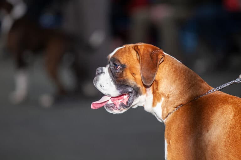 Do Boxer Dogs Lick A Lot?