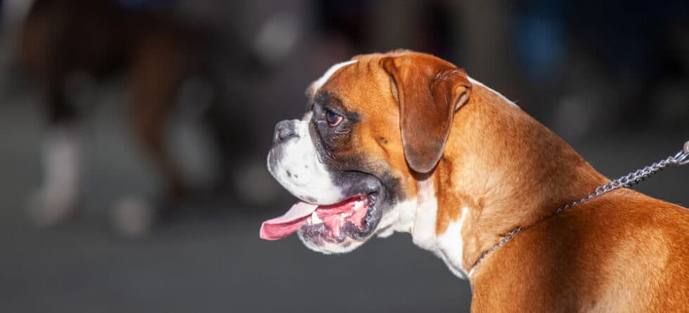 Do Boxer Dogs Lick A Lot?