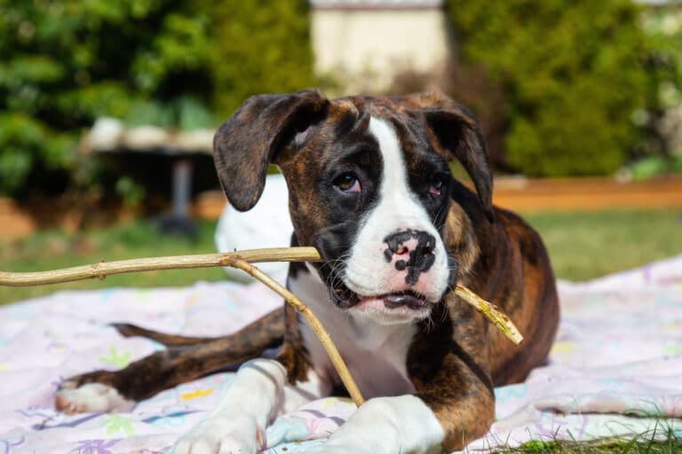 Do Boxers Have A Strong Bite?