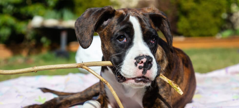 Do Boxers Have A Strong Bite?