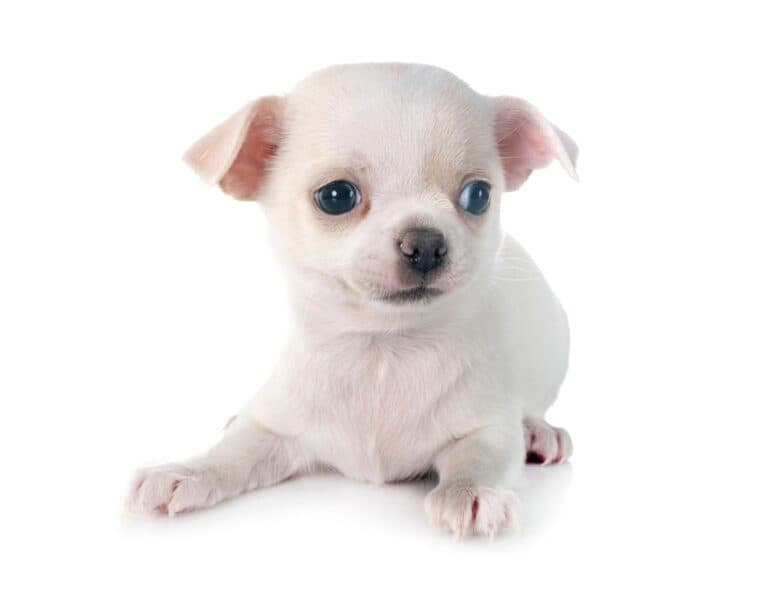 Do Chihuahuas Get Cold Easily?