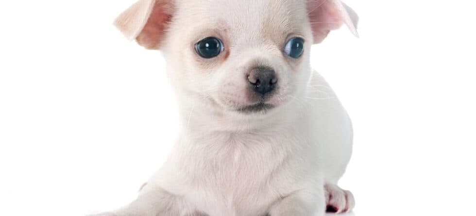 Do Chihuahuas Get Cold Easily?