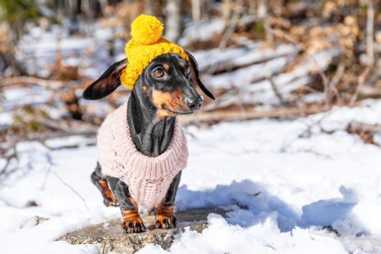 Do Dachshunds Get Cold Easily?