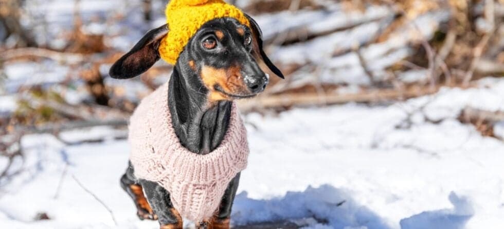 Do Dachshunds Get Cold Easily?