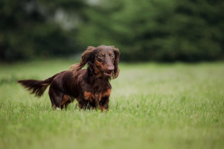 Do Dachshunds Have Behavioral Issues?