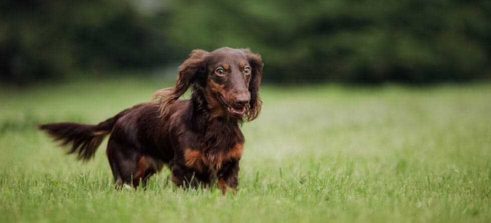 Do Dachshunds Have Behavioral Issues?
