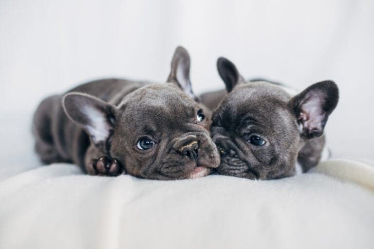 Do Frenchies Like To Cuddle?