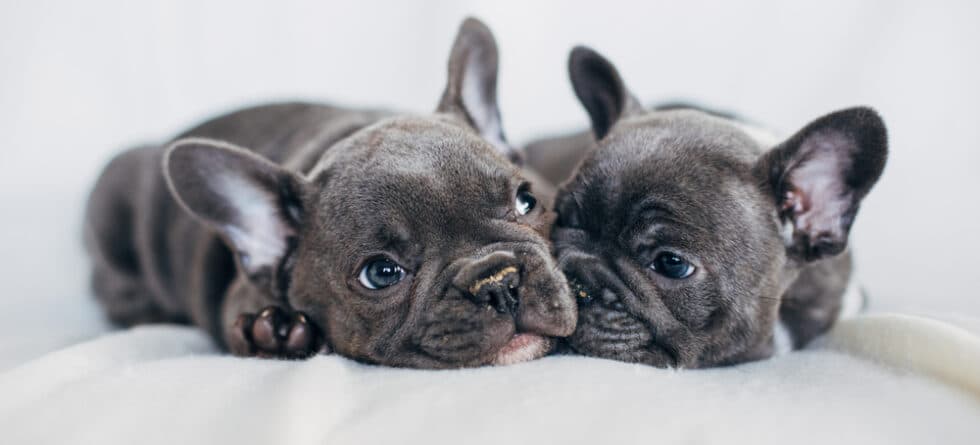 Do Frenchies Like To Cuddle?