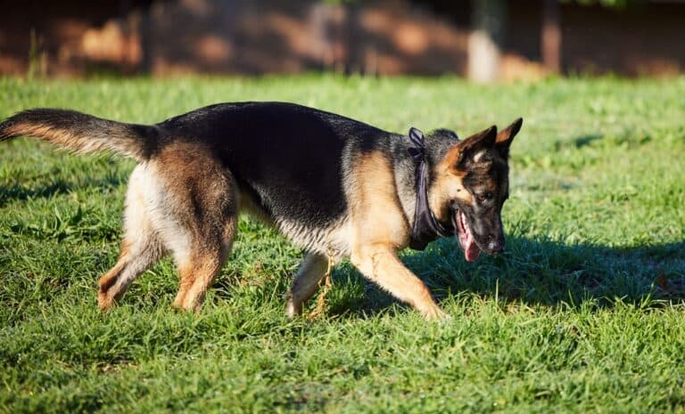 Do German Shepherds Have Skin Issues?